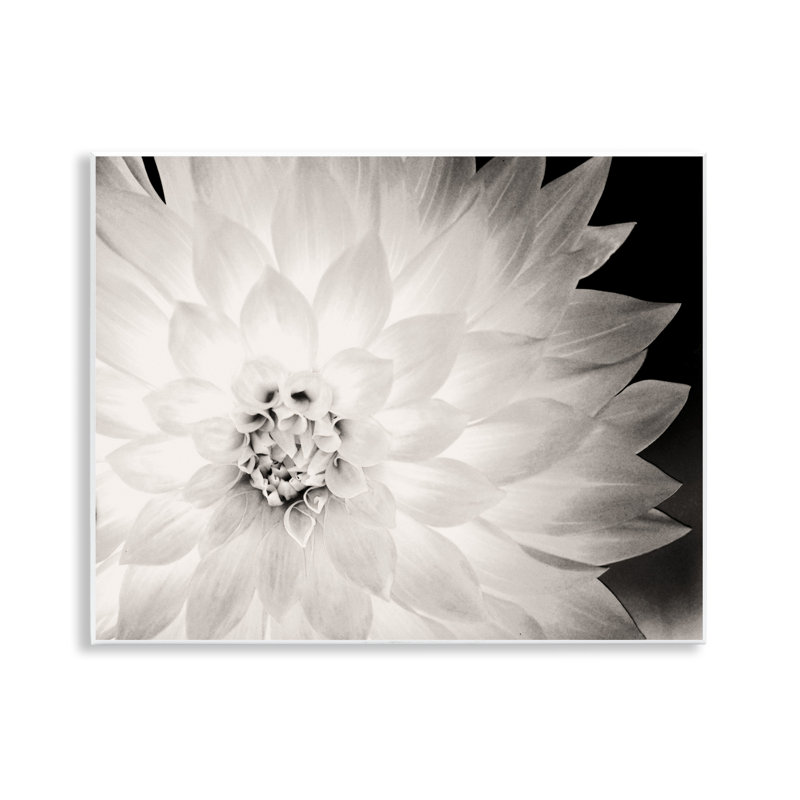 «Strong Dahlia Petals» par Gail Peck