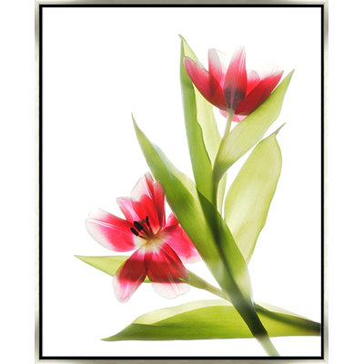 Red Tulips II - Framed