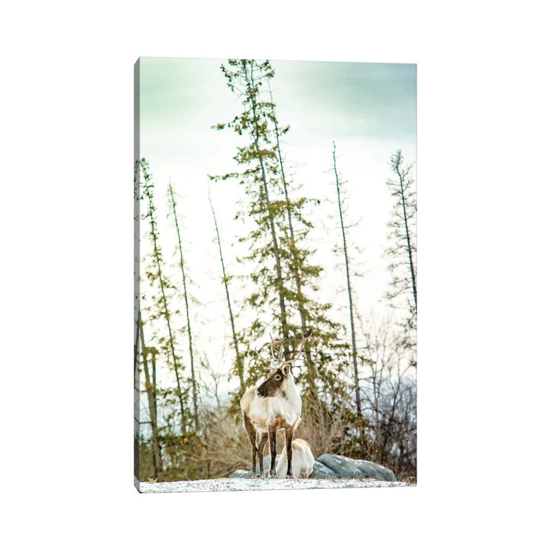 Caribou Posing on the Top of the Hill 1 Piece Wrapped Canvas Wall Art, 20.32 cm H x 30.48 cm W