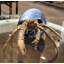 Porcelain Crab Figurine With Bronze Ormolu In Blue And White Collection