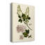 Olive Greenery I - peinture sur toile tendue-794396373