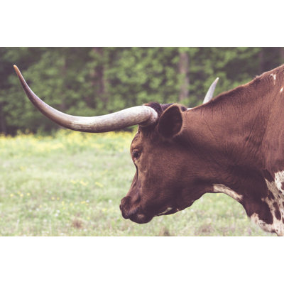 Longhorn Evening by Nathan Larson