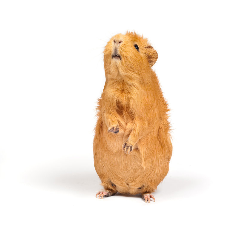 Brown Guinea Pig - Wrapped Canvas Print, 30cm H x 30cm W x 3.8cm D