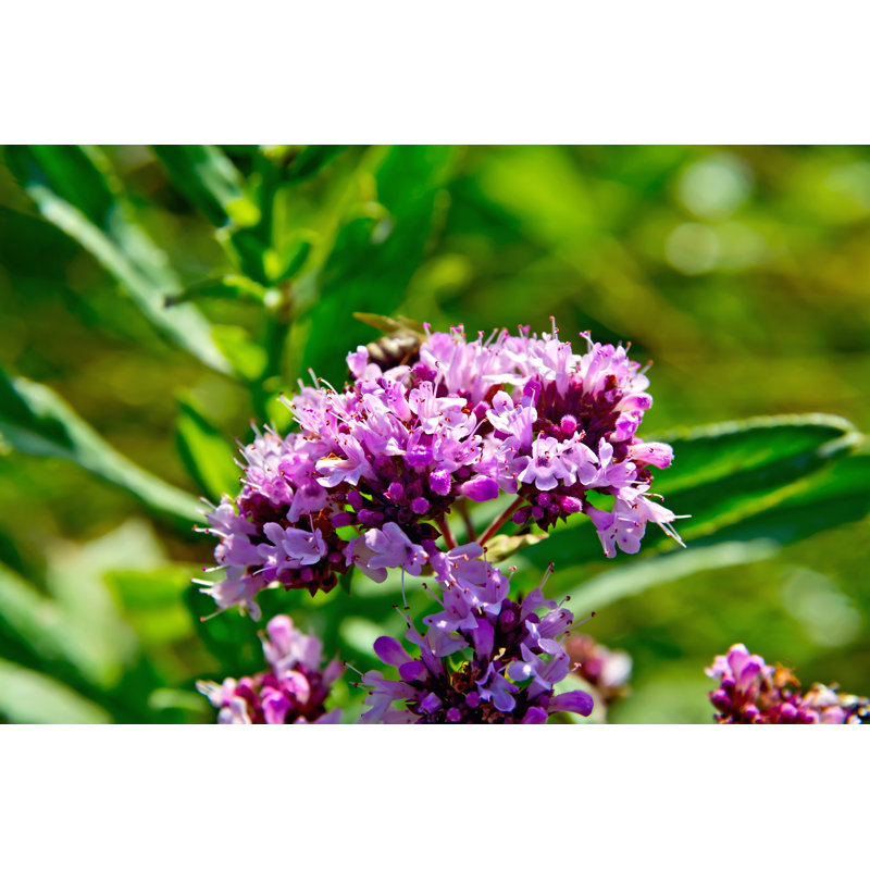 Lauchner Oregano by Rezkrr - Wrapped Canvas Print, 61cm H x 91cm W x 3.8cm D