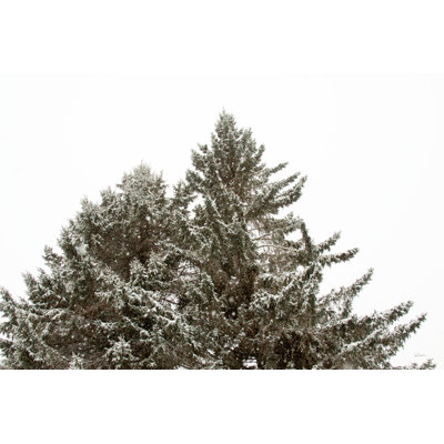 Snow on Treetops - Wrapped Canvas Painting