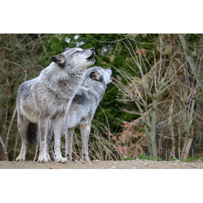 Two Howling Wolfs in Northern Germany - Wrapped Canvas Photograph