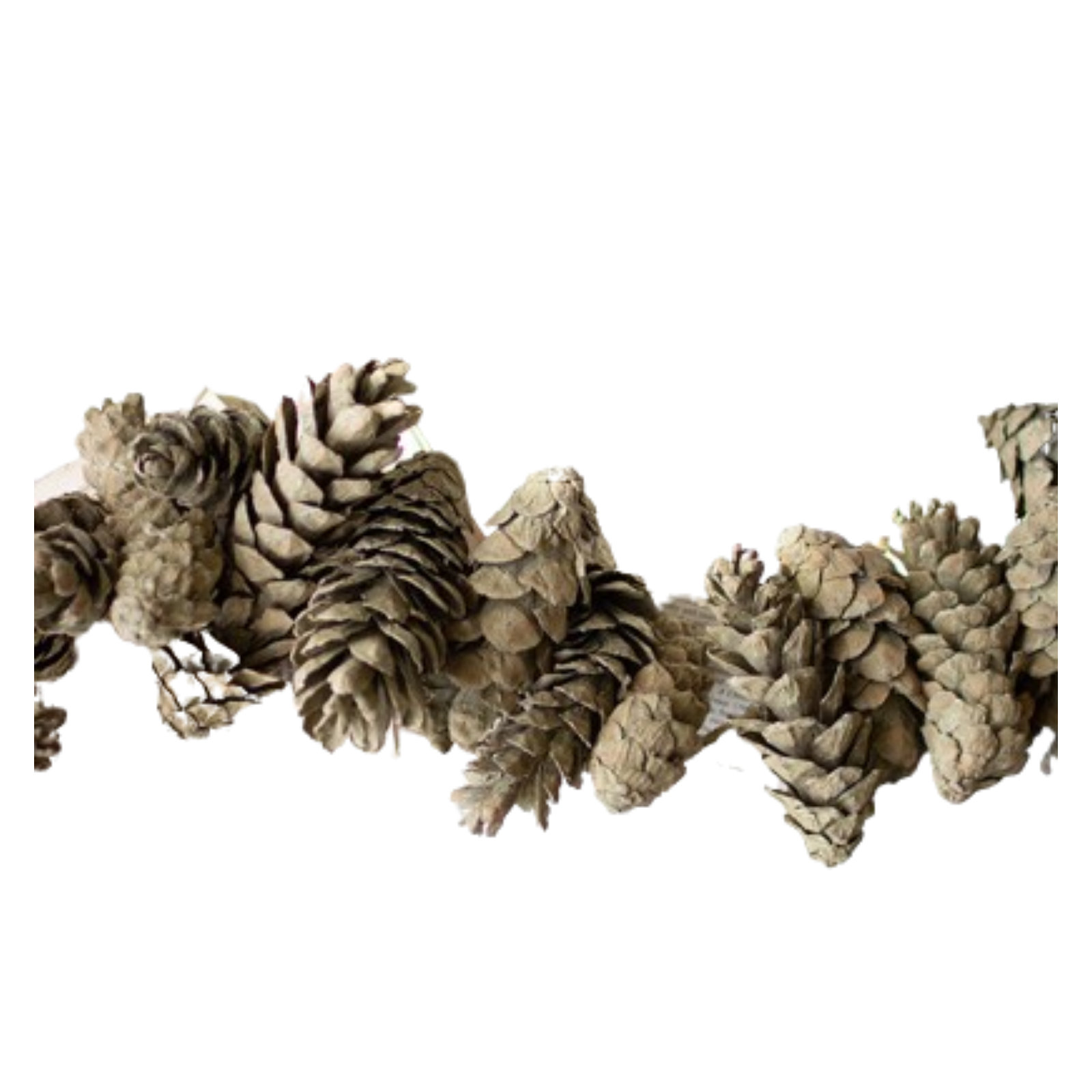 26'' in. Preserved Sage Garland