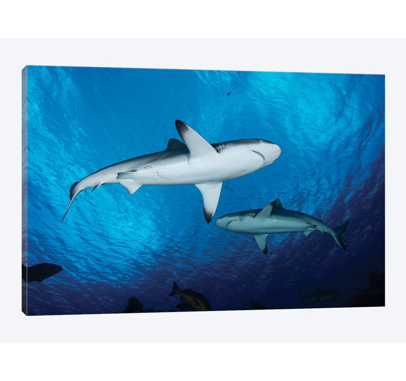 " Gray Reef Sharks, Yap, Micronesia " by Andreas Schumacher, 12" H x 18" W x 1.5" D, Wrapped Canvas, No Mat