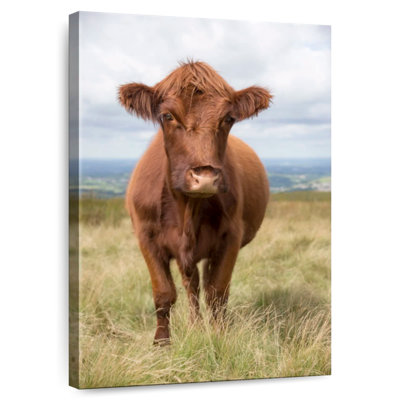 Vache de campagne anglaise brun Brampt