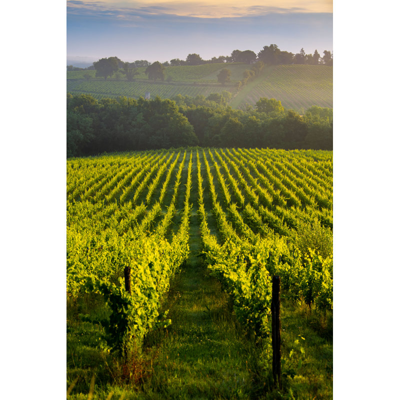 Bordeaux Wineyard - Wrapped Canvas Print, 30cm H x 20cm W x 3.8cm D