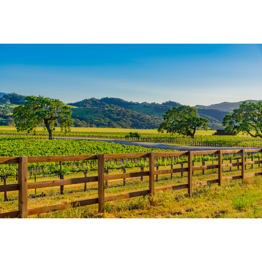 Spring Vineyard In Santa Barbara von Ron und Patty Thomas - Ohne Rahmen auf Leinwand