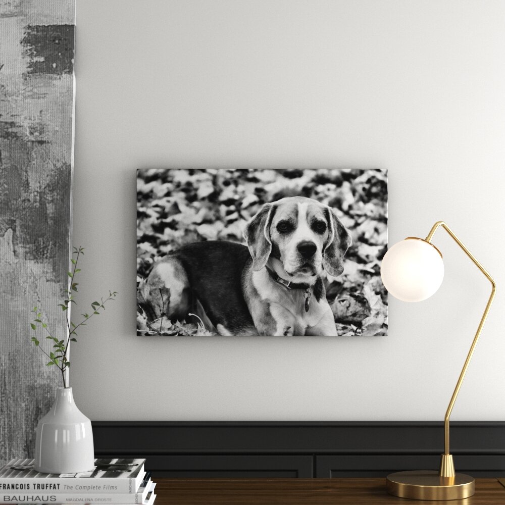 Leinwandbild Kleiner Beagle im Laub in Monochrom