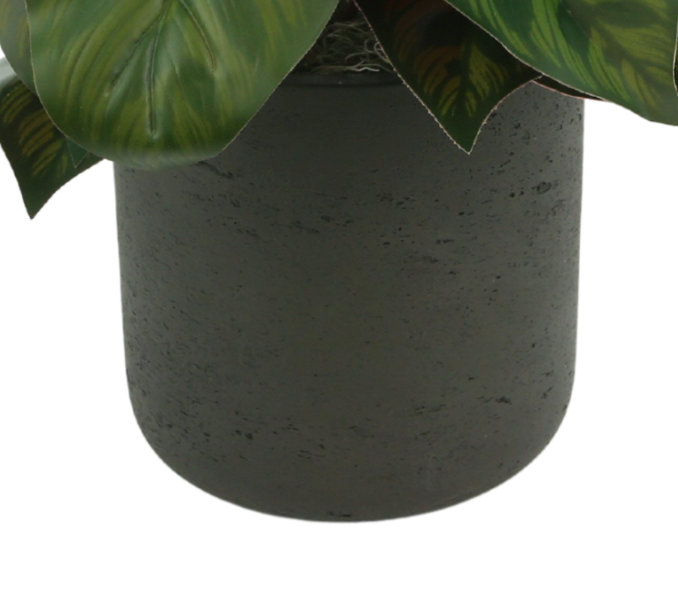 Aglomenia Chinese Evergreen UV Plant