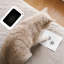 Ensemble de 6 empreintes de pattes pour animal de compagnie