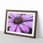 Pollen of a Purple Gerbera Flower - Picture Frame Painting Print-56758623-56758620
