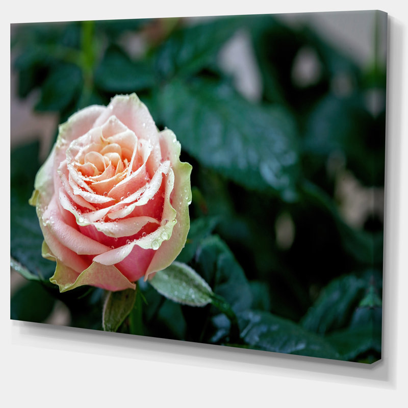 «Red and Orange Rose Flower Close-Up», reproduction de photo sur toile tendue, H 12 po x l 20 po