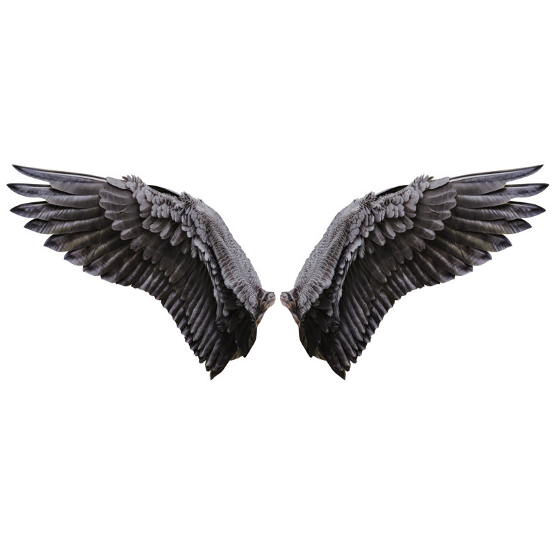 Natural Plumage Wing - Wrapped Canvas Print, 61cm H x 91cm W x 3.8 cm D