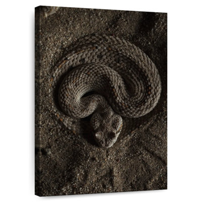 Brampt Coiled Horned Rattlesnake