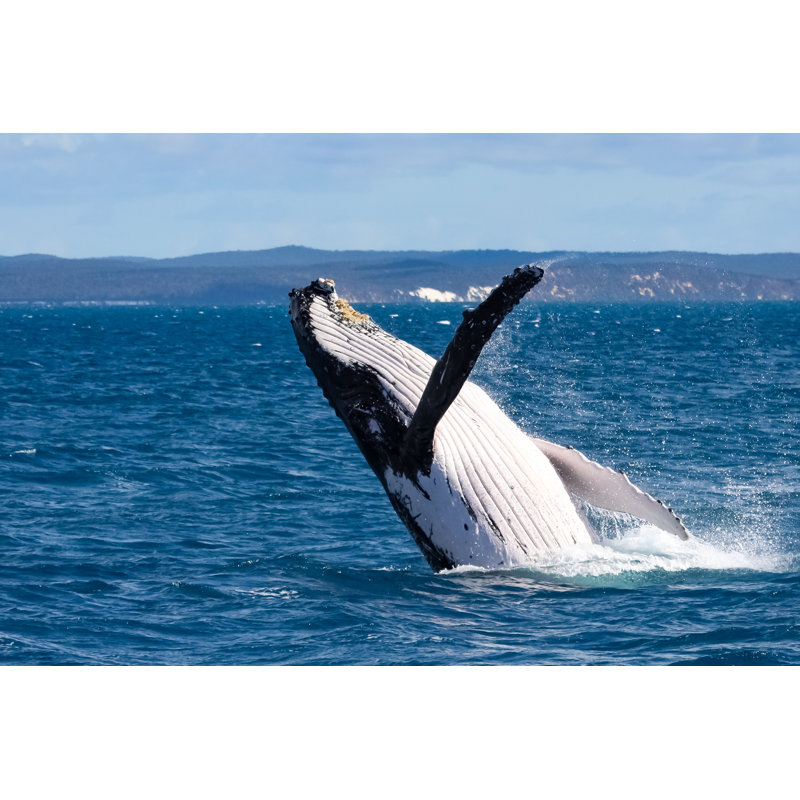 Humpback Whale Breaching - Wrapped Canvas Print, 51cm H x 76cm W x 3.8cm D