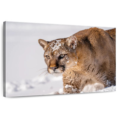 Brampt Lion Hunting In Winter