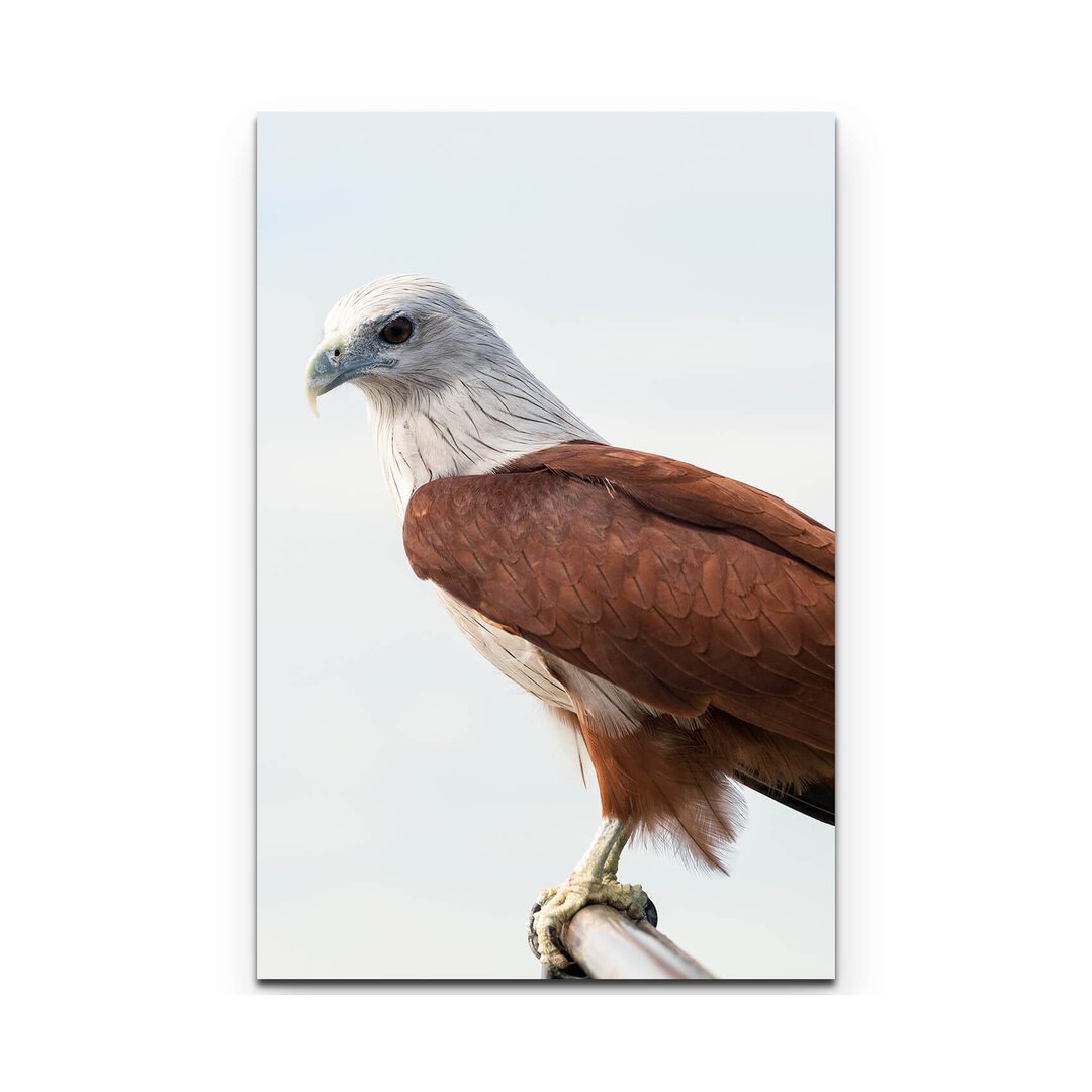 Leinwandbild Brahminenweih Greifvogel auf Ast