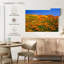California Golden Poppies-1760357512