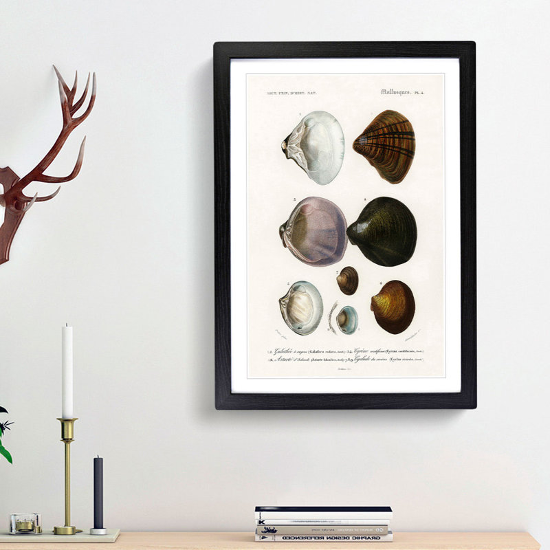 Mollusc Shell Illustrations PL. 4 by Charles D' Orbigny - Framed Print, 36cm H x 27cm W x 2cm D, Black Framed