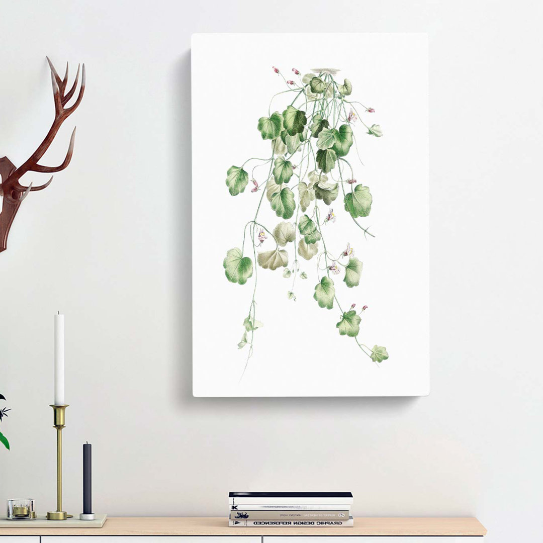 Kenilworth Ivy Flowers by Pierre-Joseph Redoute - Wrapped Canvas