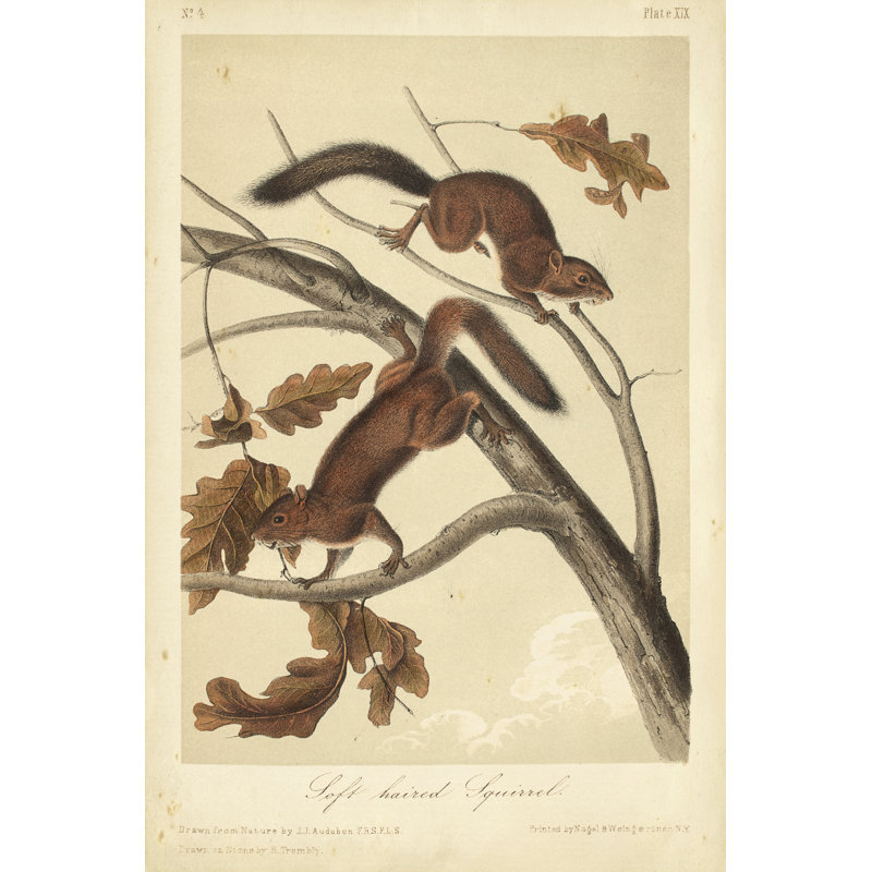 Audubon Squirrel III by John Audubon - Painting, Wrapped Canvas, 76 cm H x 51 cm W 