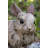 Driftwood Rabbit Statue-1367382679