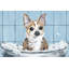 Bath Time Pawesome - Wrapped Canvas Painting-1900802747