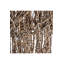Coquille brune Bernhard