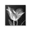 Fleur de tulipe, radiographie sur toile-93921707-93921708
