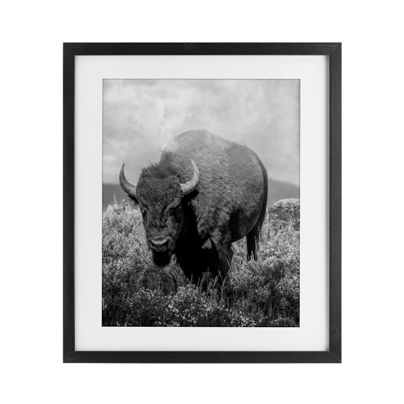 «Wandering Bison», impression monochrome sous verre encadrée, design par Marcus Prime, Cadre noir minuit, H 16 po x l 13 po