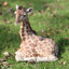Laying Down Giraffe Statue