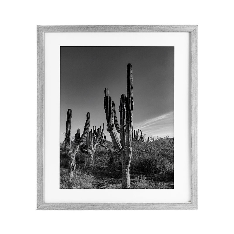 Sunlit Succulents Canyon Cacti, reproduction encadrée sous verre, design par Norm Stelfox, Cadre de ferme gris