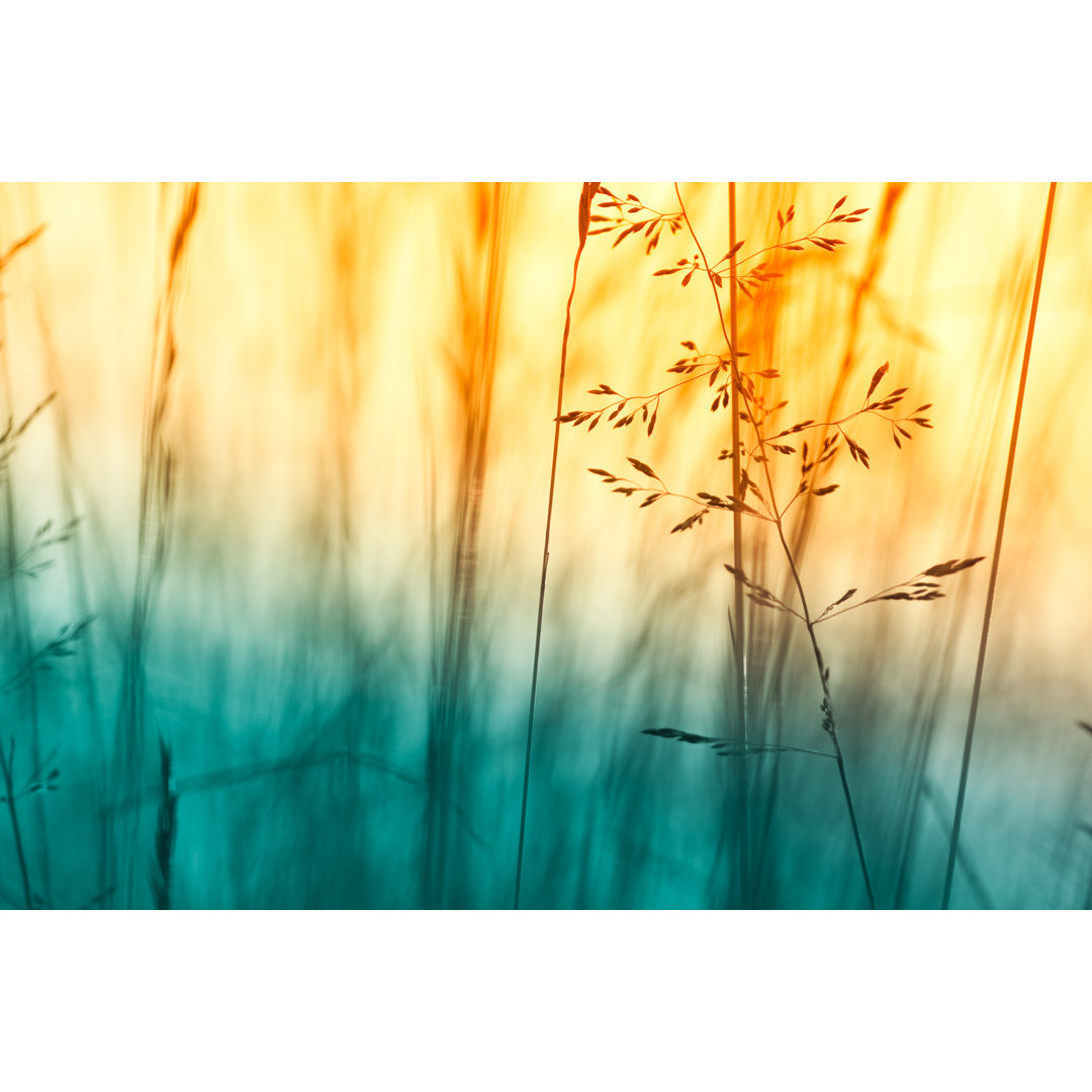 Silhouette von Wildblumen auf einer Wiese bei Sonnenuntergang