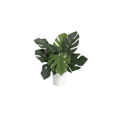12" Monstera