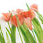 Housse de coussin décorative décorative fleurs de tulipes 3D 14 x 20 pouces