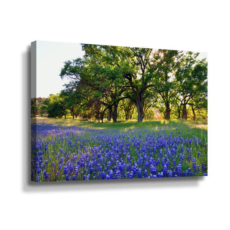 Lupin Meadow and Oaks par Kathy Yates - photographie sur toile, H 24 po x l 36 po x P 2 po, Toile tendue