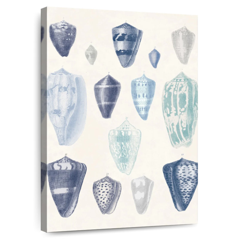 Blue shell assortment i Aletra, H 12 po x l 8 po