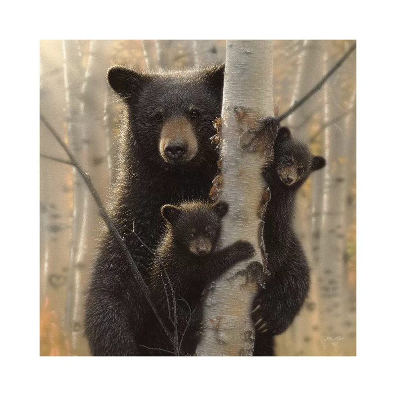 «Mama Black Bear» par Collin Bogle Print, Toile tendue, H 37 po x l 37 po x P 1,5 po