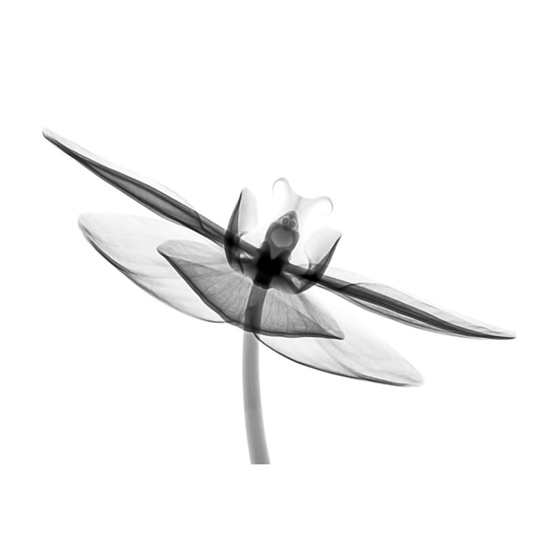 Fleurs transparentes - sur fond blanc - noir et blanc 8, H 24 po x l 48 po x P 1,5 po