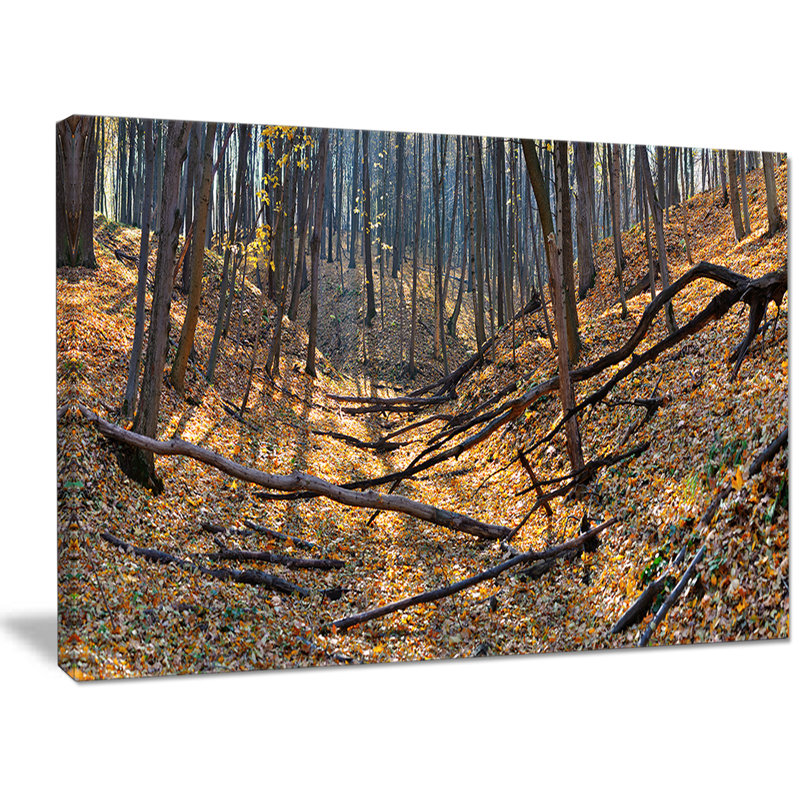« thick automne forest panorama », reproduction de photo sur toile tendue, H 30 po x l 40 po x P 1 po