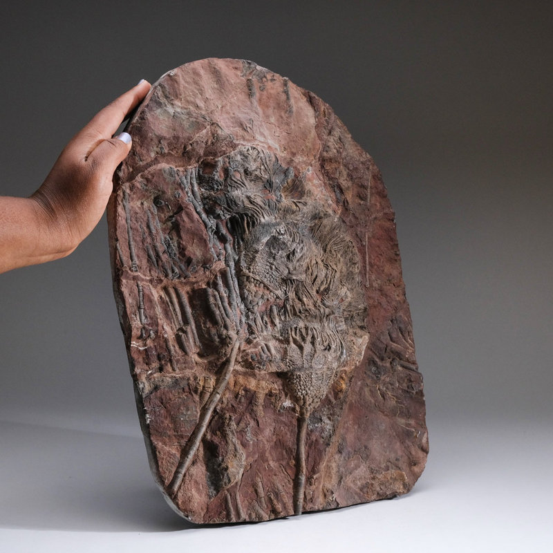 Crinoid On Matrix