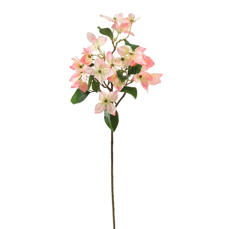 DOGWOOD STEM