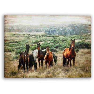 " Horse In Wild "