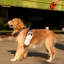 Pet Dog Pooper Scooper avec 4 sacs à outils pour l'extérieur à l'extérieur