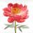 peony - 32"x32" art on canvas