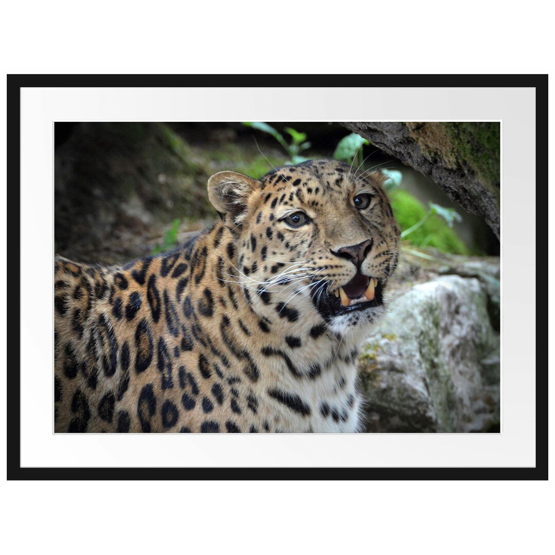 Gerahmtes Poster Prachtvoller Leopard